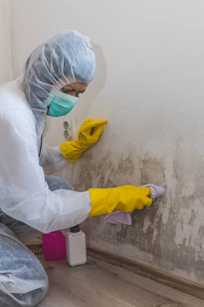 Reliable Rosenberg, TX Mold Removal Solutions